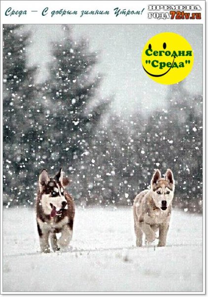 Доброе зимнее утро - "Сегодня среда"! » Картинки и фото приколы - Развлекательный портал "Юмор - 72 TV"!