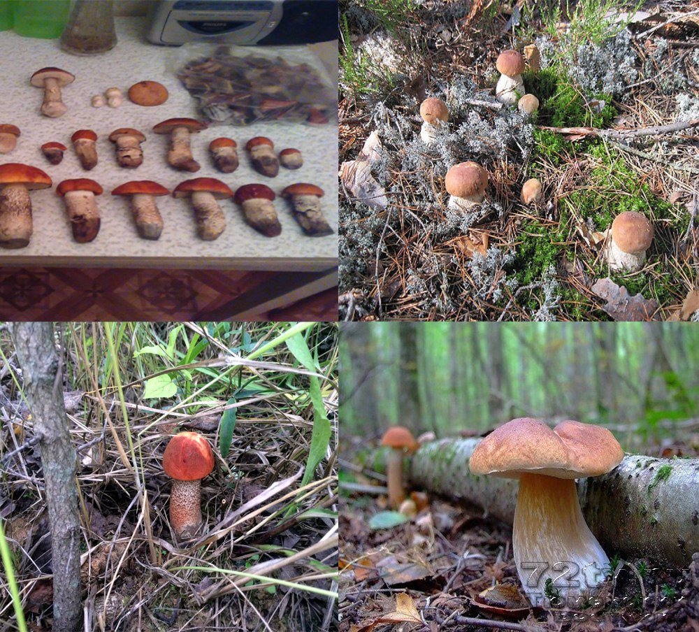 Схема летом в лесу приятно пахнет грибами. Грибы в Тюмени. Белые грибы в Тюмени. Грибы белые в лесу Тюмень. Грибы Тюмени и Тюменской области.