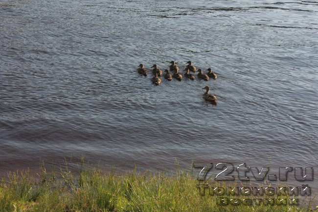 Тюменская встреча с утками- Заречная часть города река Тура