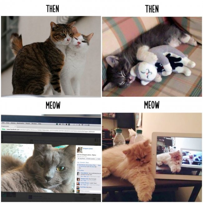 Прогрессивные котики и кошки стали современными!
