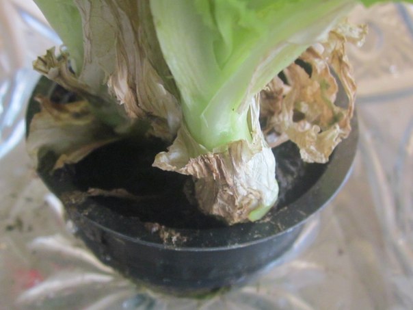 Растим съедобный салат на подоконнике дома -Предварительно скушав его!
