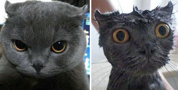 Когда кота решили помыть -Удивлению Кота не было предела!