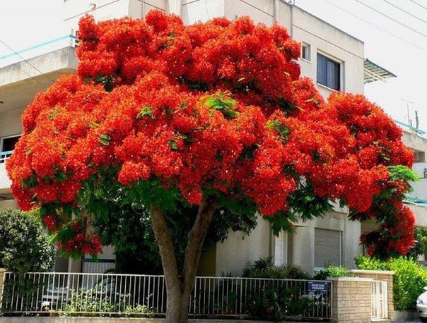 Красота - Самое красиво -яркое дерево на планете 