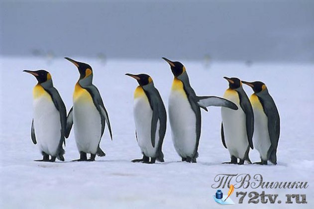 Какой любопытный пингвин-Голову и шею готов свернуть!