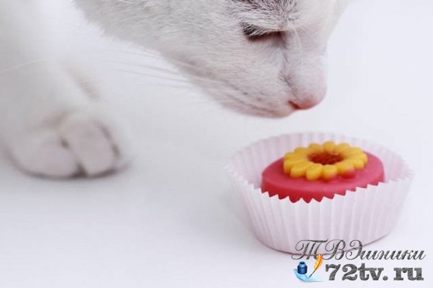 Почему ваша кошка не чувствует сладкого вкуса?