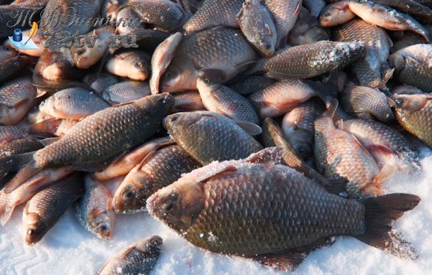 Какая рыба водится в водоемах Тюмени и Тюменской области