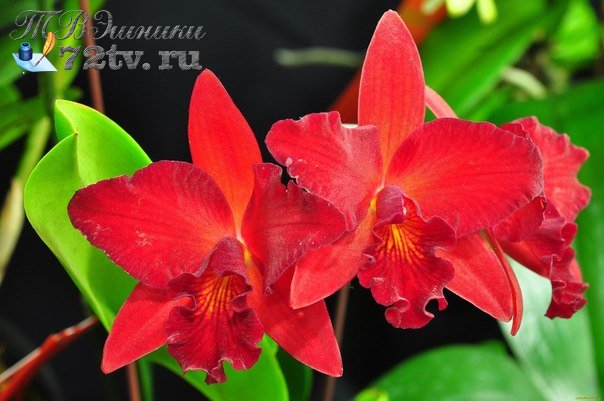 Выращиваем Красную орхидею дома - Это удивительной красоты цветок!