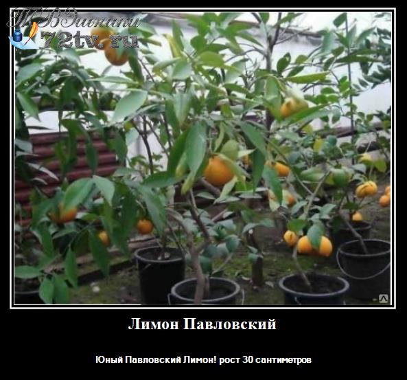 Выращиваем лимон в комнате - Разновидности домашнего лимона!