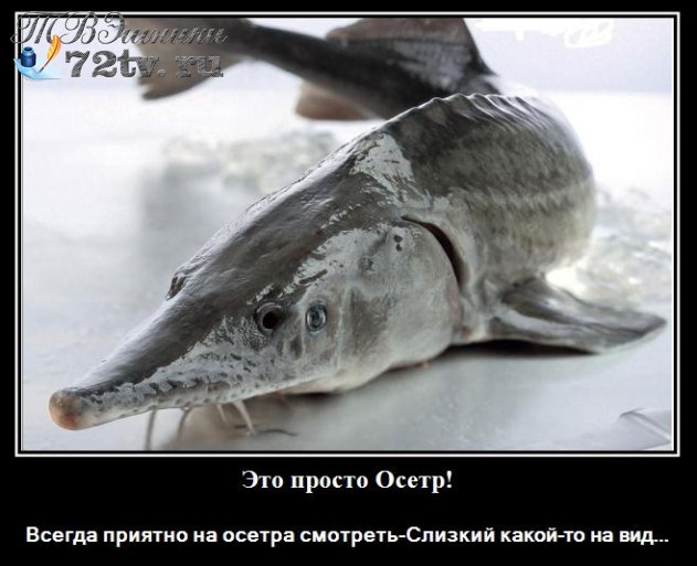 Рассказ рыбака об икре рыбьей с рецептами - Черная и Красная икра!