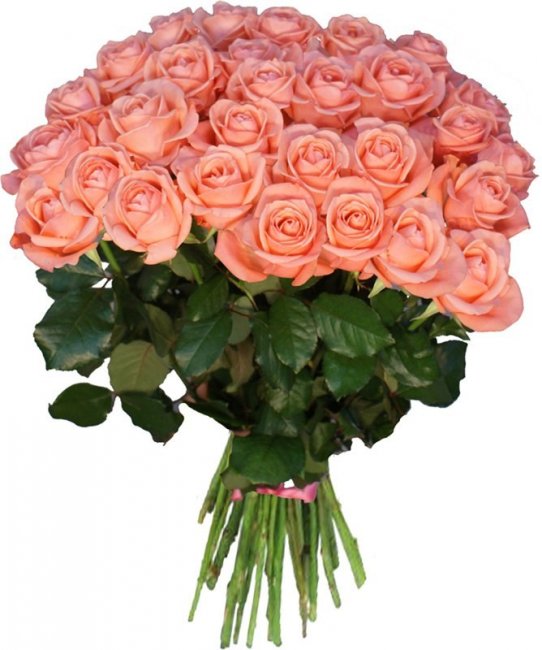 Цветы Фото Красивые Розы Скачать Бесплатно