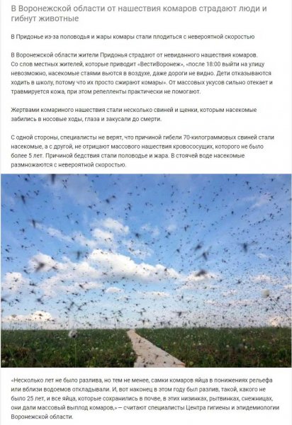 Как в Воронежской области из-за нашествия комаров страдают люди!
