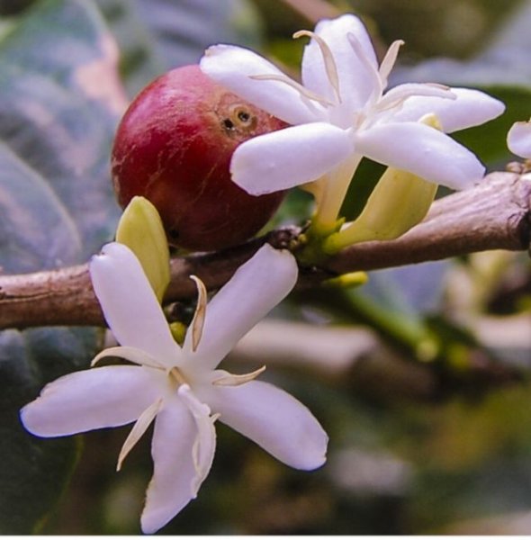 Красота - Когда цветет настоящее кофейное дерево!