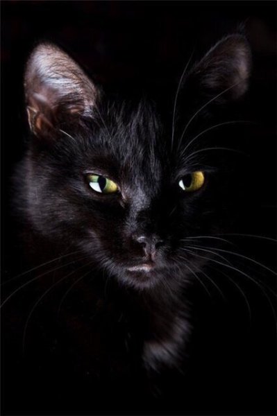 Картинки -Черная кошка из банды!