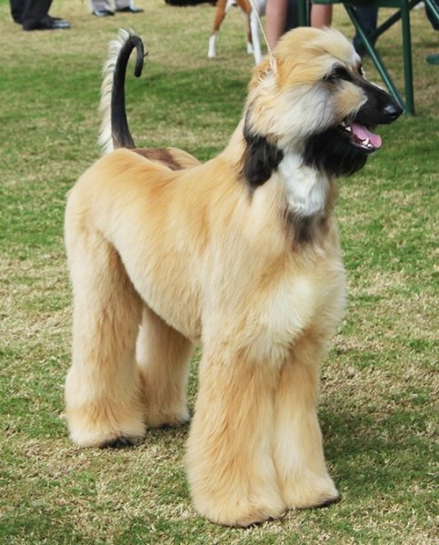 Картинки порода собак Афганская борзая (красивые собаки)!