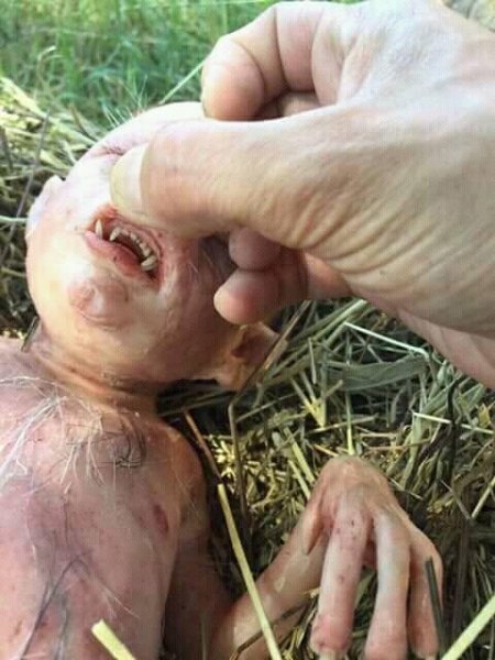 Картинки в траве нашли младенца похожего на человека -
