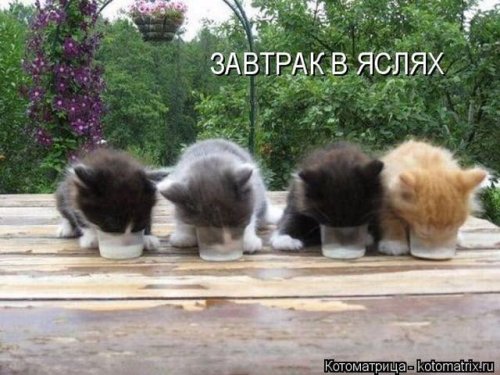 Коты и кошки в юмористическом задоре (35 фото)!