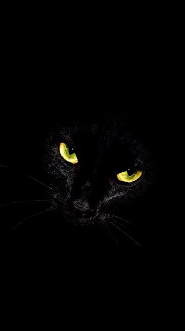 Черный кот фото красивые обои на телефон
