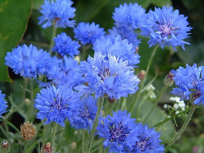 Красивые цветы васильки синие (30 фото)!