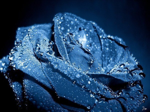 Синие розы (30 фото)