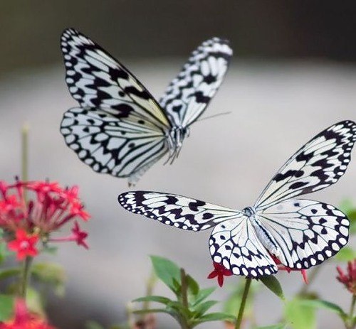 Красивые фото и картинки бабочки
