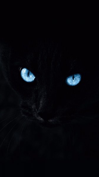 Картинки "Черная кошка"  на четном фоне обои на смартфон!