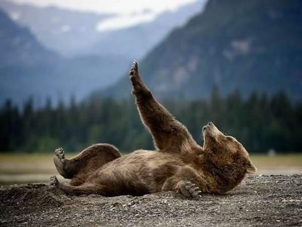 Картинки дикие медведи в диком лесу скачать обои (40 фото)!