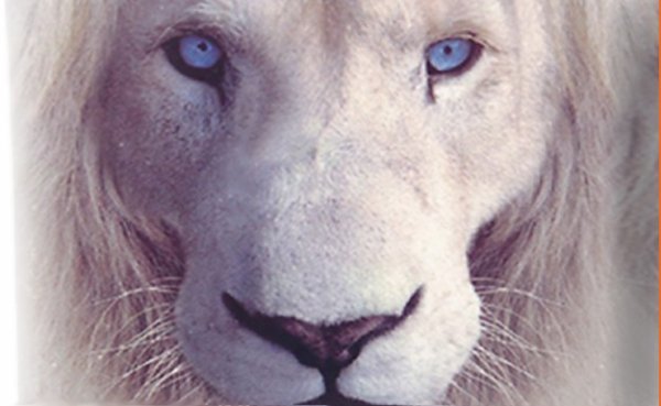 Картинки "Белые Львы" В дикой природе (40 фото)!