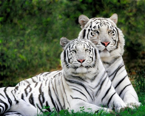 Картинки белый тигр в воде скачай обои на телефон (10 фото)!
