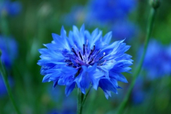 Красивые цветы васильки синие фото!