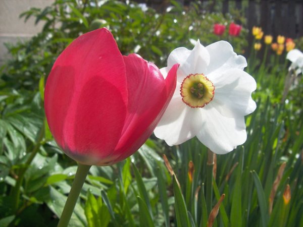Тюльпаны цветы (48 фото)!