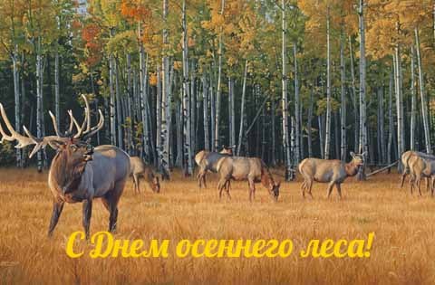 Тема осенний лес - Золотая осень в лесу!