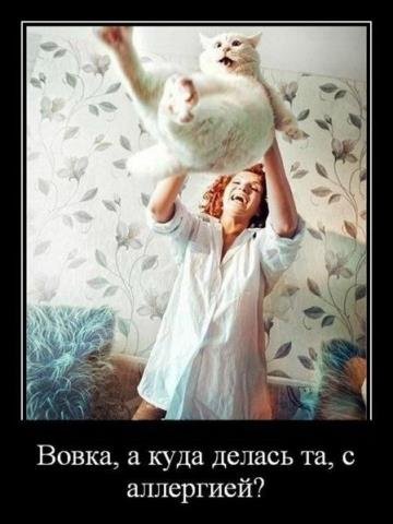Фото кошки - &amp;quot;Прикольные кошки и смешные коты&amp;quot; Котята еще!!! » 72tv.ru -  Картинки и открытки &amp;quot;Красивые поздравления&amp;quot;!