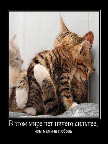 Фото кошки - &amp;quot;Прикольные кошки и смешные коты&amp;quot; Котята еще!!! » 72tv.ru -  Картинки и открытки &amp;quot;Красивые поздравления&amp;quot;!