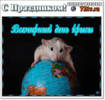 Всемирный день крысы 4 апреля картинки. 4 Апреля день крысы. Всемирный день крысы. Крыса праздник. Всемирный день крысы поздравления.
