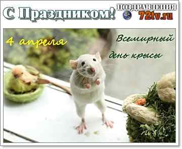 Всемирный день крысы 4 апреля картинки