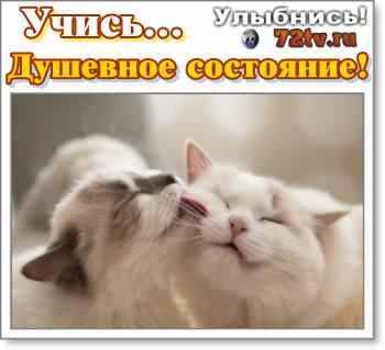 Картинки Душевное состояние - "Когда кошки целуются"!