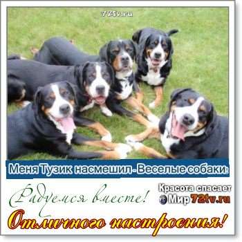 Картинки - "Меня Тузик насмешил" добродушные и веселые картинки о собаках!