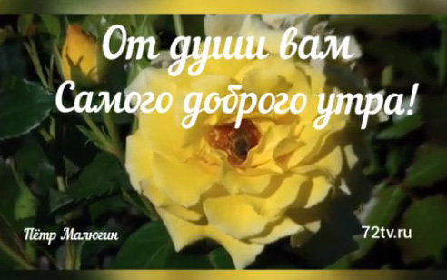 Красивая открытки музыкальная - "Желтая розочка живая"!