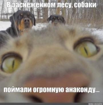 Прикольные мемы - Кошки и собаки (20 веселых фото)!