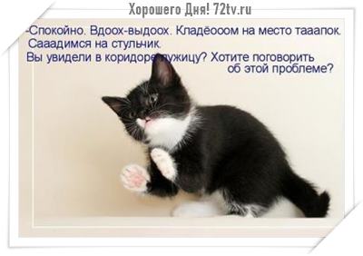 Фото приколы - Про кошек (30 картинок)!