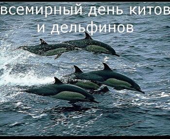 С праздником 23 июля "С Всемирным днем китов и дельфинов"!