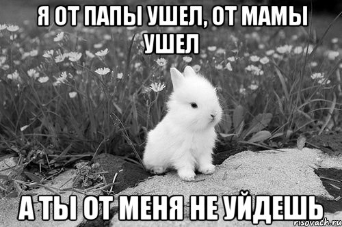 Смешной кролик - для души!