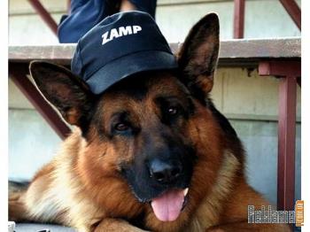 Photo - German Shepherd!