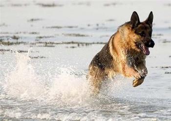 Photo - German Shepherd!