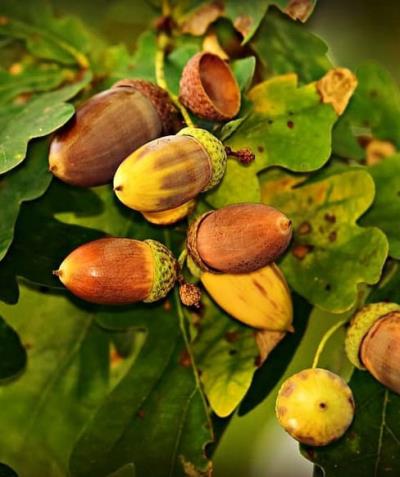 Pictures - How acorns appear on oak trees!