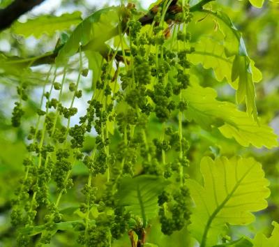 Pictures - How acorns appear on oak trees!