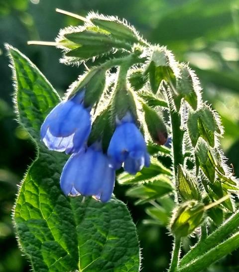 Photo - Flowers with the scent of wildlife (Very beautiful)!