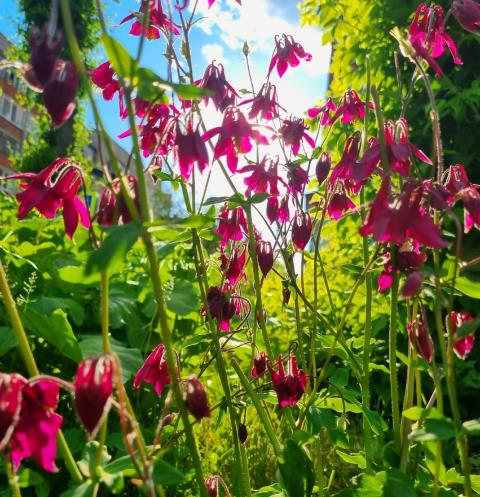 Photo - Flowers with the scent of wildlife (Very beautiful)!