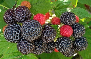 Black berries (750 photos)!