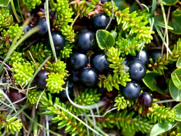 Black berries (750 photos)!